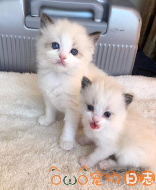 布偶猫幼猫怎么养